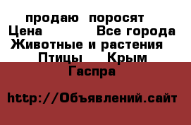 продаю  поросят  › Цена ­ 1 000 - Все города Животные и растения » Птицы   . Крым,Гаспра